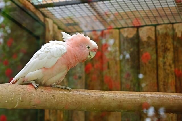 モモイロインコはどんな性格?寿命や特徴、飼い方やしつけ方法も紹介!-サムネイル画像